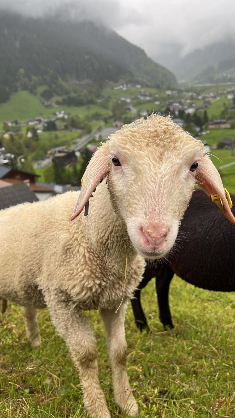 Alpenpension Maderer Gaschurn Zewnętrze zdjęcie
